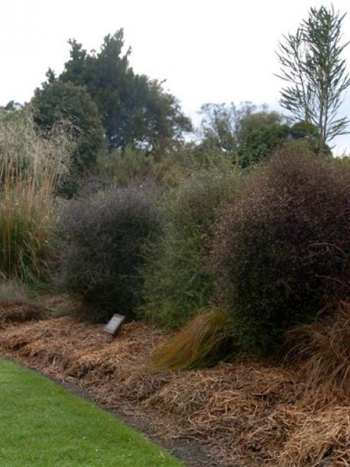 Pea straw used as a mulch in the Botanic Garden. Photo by Gregor Richardson.