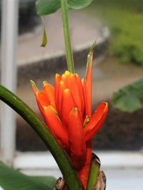 Musa coccinea. Photo by Gregor Richardson.