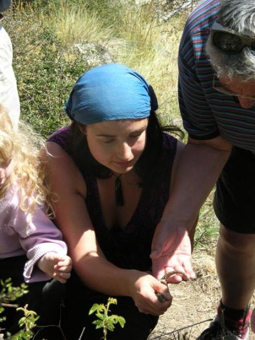 Native Otago skink Godzilla is released on Saturday by Steph Hicks, of Dunedin. Photo by Rosie...