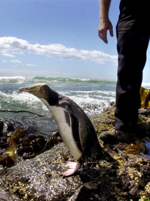 Nature's Wonders owner Perry Reid releases a recovered yellow-eyed penguin into the sea at...