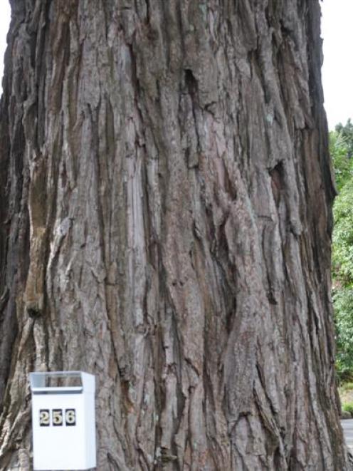 Neighbours Murray Little (left) and Peter Denton have applied to cut down the Wellingtonia tree...