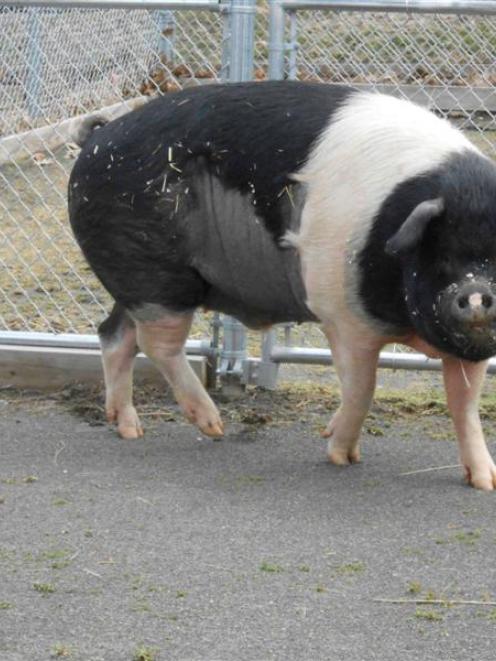 Nemo, a 331kg Hampshire pig, has made history as the first known pig to undergo lymphoma...