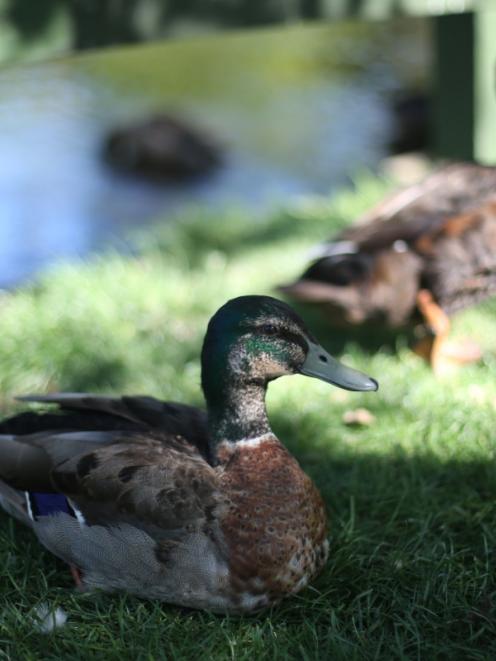 New signs erected at the Oamaru Public Gardens ask the public not to feed bread to the ducks....