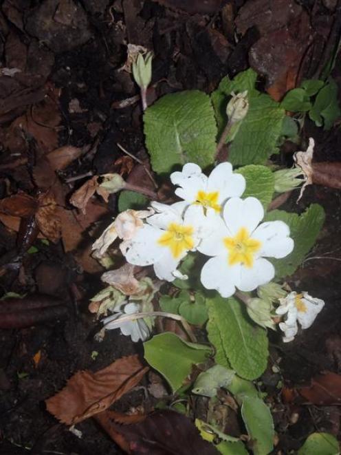 Niall Shepherd found these primulas growing wild near Arthurs Pass.