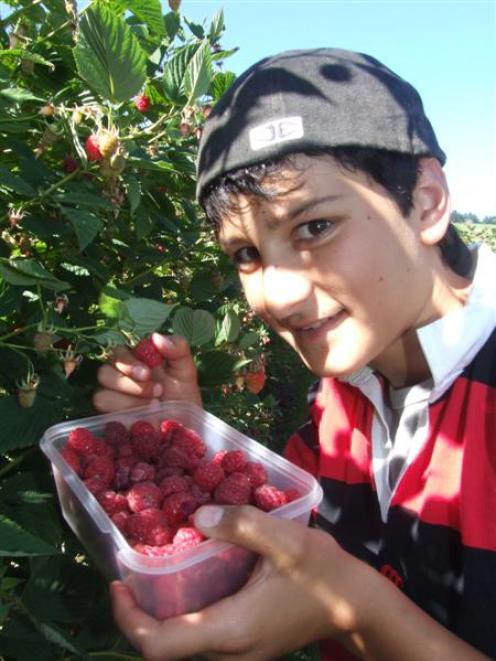 Nick Korkou (14) picks raspberries at Keens Berry Farm at Papakaio yesterday. Photo by Sally Rae.
