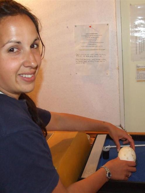 Nicole Kunzmann turns two kiwi eggs in their incubation pod at the Kiwi Birdlife Park. Photo by...