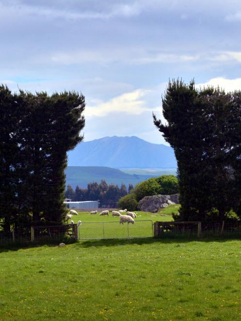 Northern South Island Beef and Lamb Farmer Council is seeing signs that  the decline in sheep...