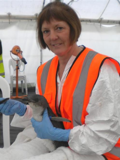 Oamaru woman Sue Downton feeds a little blue penguin in a Mount Maunganui wildlife treatment...