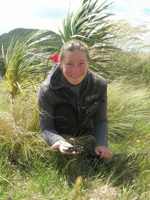 On a blustery day in the upper area of the ecosanctuary, Kelly Gough checks a mousetrap.