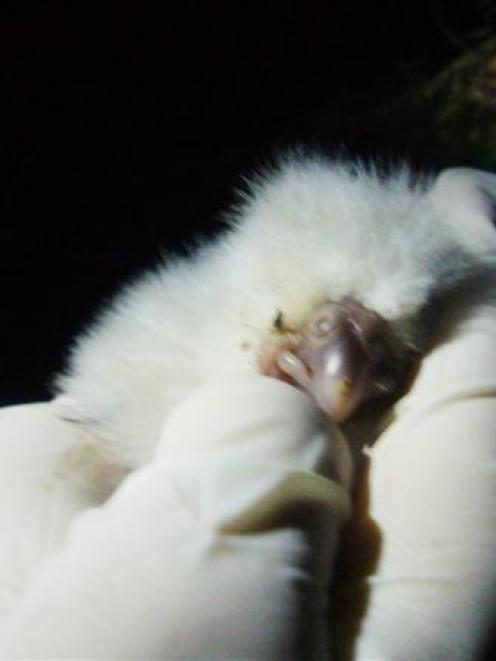One of the newest members of the kakapo population. Photo from DOC.