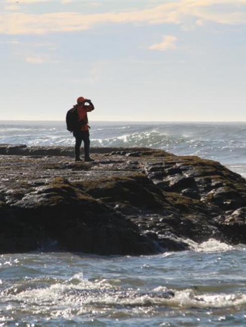 One of the search and rescue members searches for the two missing Owaka fishers. Photo by Hamish...