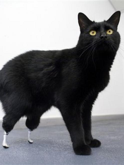Oscar, the cat with a pair of prosthetic paws, courtesy of neuro-orthopaedic surgeon Noel...