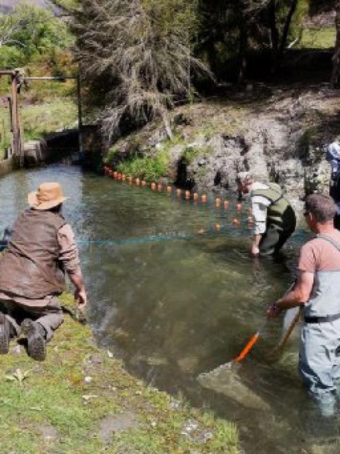 Otago Fish and Game Council volunteers rescued 218 rainbow trout from Quartz Creek, Wanaka, last...