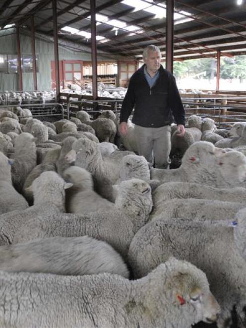 Otago merino farmer John Perriam, who says strong wool growers can learn from the experience of...
