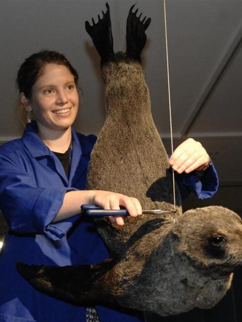 Otago Museum natural science research and interpretation co-ordinator Lucy Rowe helps prepare a...