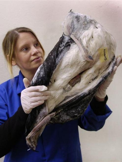 Otago Museum natural science research and interpretation co-ordinator Lucy Rowe examines a newly...