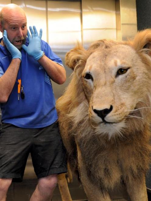 Otago Museum production and projects officer Garry Gibson feigns fear and surprise yesterday as...