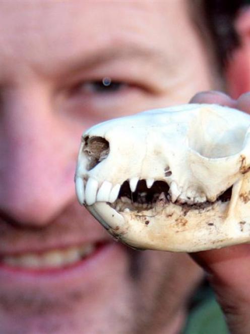 Otago Peninsula Biodiversity Group  project manager Richard Wilson holds up a possum skull. The...