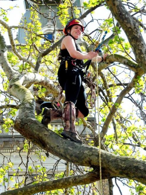 Otago Polytechnic arboriculture student Melody Jansen makes her way to the top of a plane tree in...