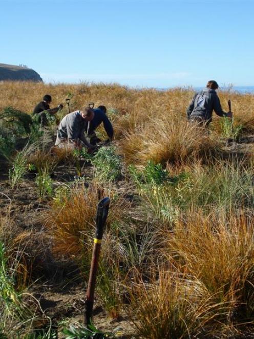 Otago Polytechnic horticulture students do planting at the Tavora Reserve in the Goodwood area...