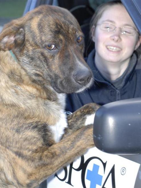 Otago SPCA animal attendant Donna Hurring (23) with Labrador-boxer cross Jack (2), a dog up for...