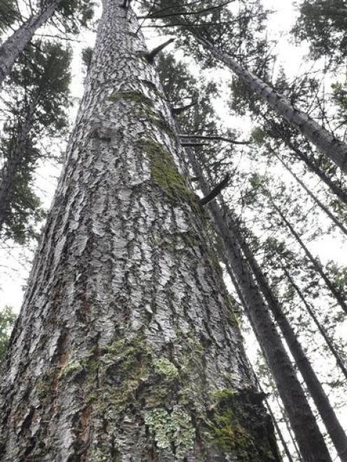 Overseas Investment Office has approved the sale of Edendale Nursery to forestry biotech company...