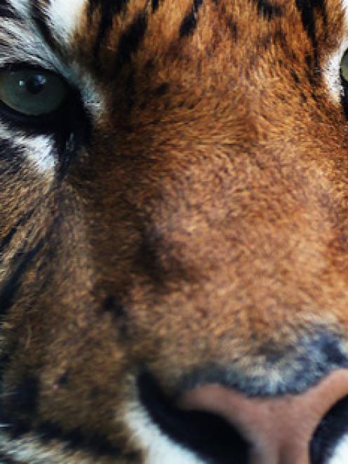 Oz, a male Sumatran tiger, killed a keeper at Hamilton Zoo. Photo: NZ Herald