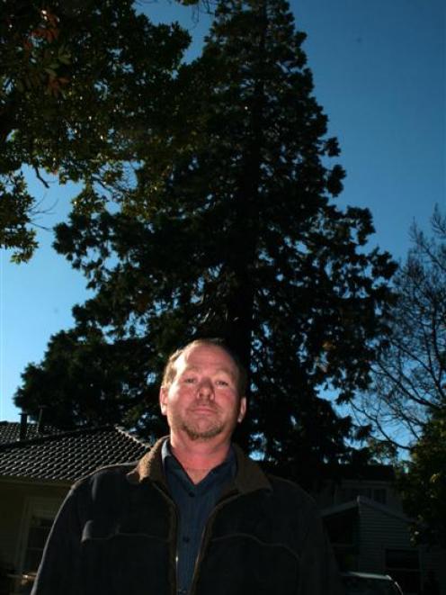 Pact property manager Ferdi Koen is dwarfed by a  wellingtonia tree which is to be cut down....