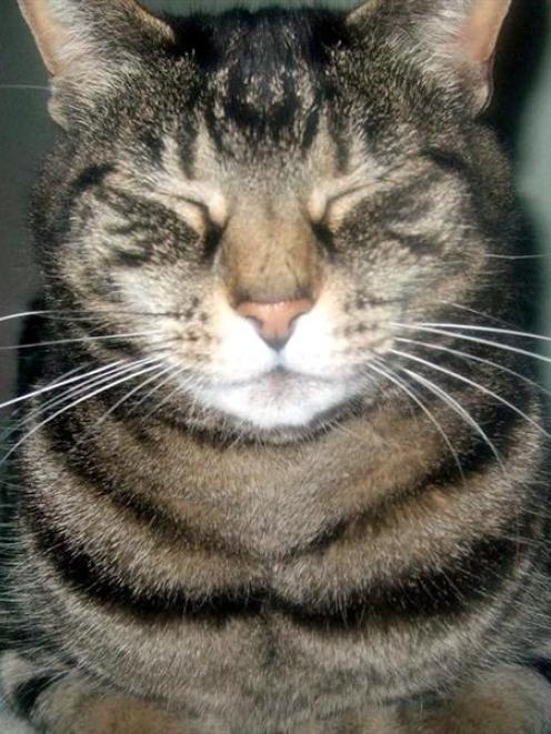 Pansy the cat