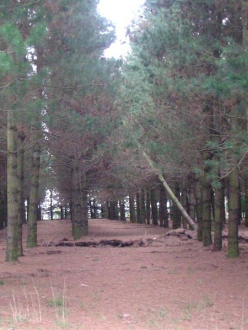 Part of a row of trees has been moved sideways from the "rapture trace" caused by Saturday's...