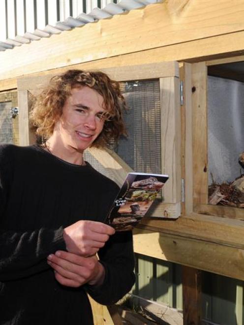 Patrick Gallagher gets the cages ready for patients at the Orokonui Ecosanctuary's new lizard...
