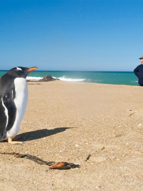 Paul Mutch, of Dunback, looks at a Gentoo penguin on a beach near Goodwood recently. Photo by...