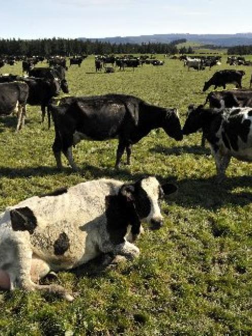 Peak cows? This question has been a topic for discussion among academics at the University of...