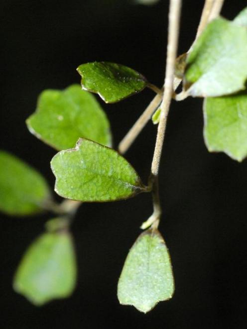 Pennantia corymbosa, kaikomako.