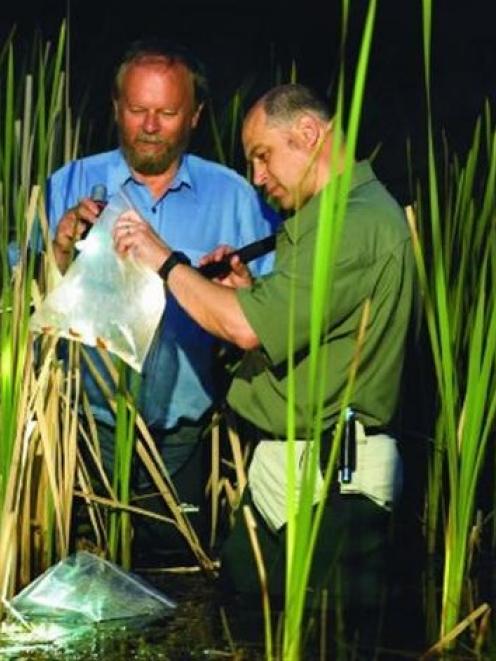 Phil Bishop (right) and Russell Poulter check the frog population. Photo from the University of...