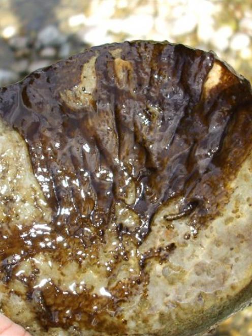 Phormidium, or `blue-green' algae. Photo supplied.