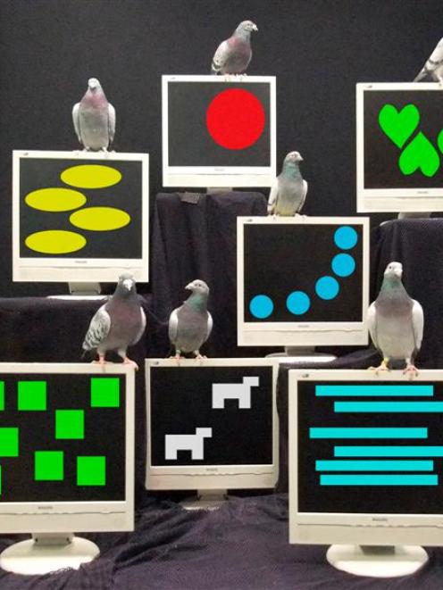 Pigeons are pictured with patterns used in numeric testing. Photo supplied.