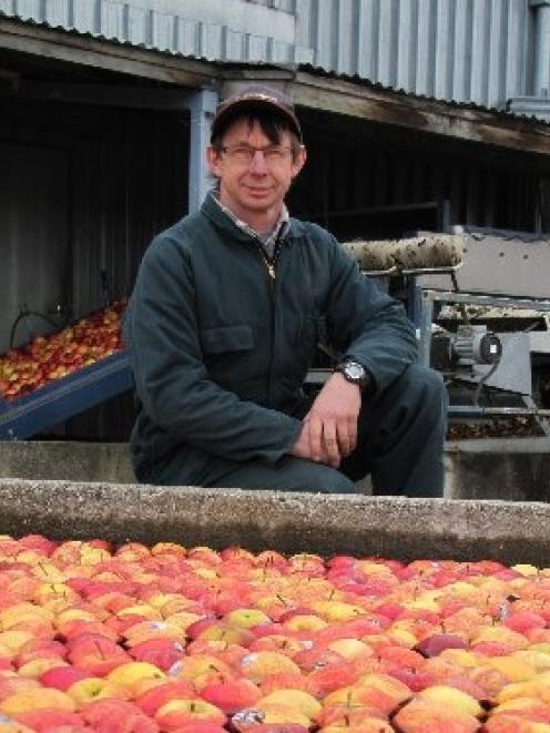 Pipfruit New Zealand director and Teviot orchardist Stephen Darling keeps an eye on some Royal...
