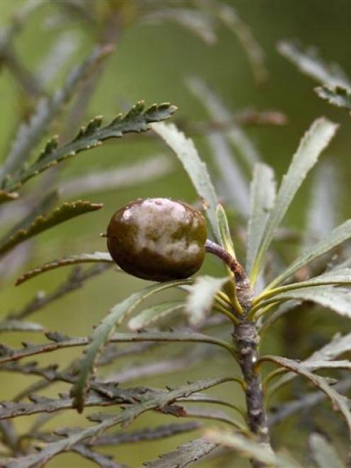 Pittosporum patulum