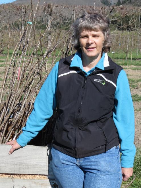 Plant and Food Research scientist Jill Stanley, of Clyde, 
...