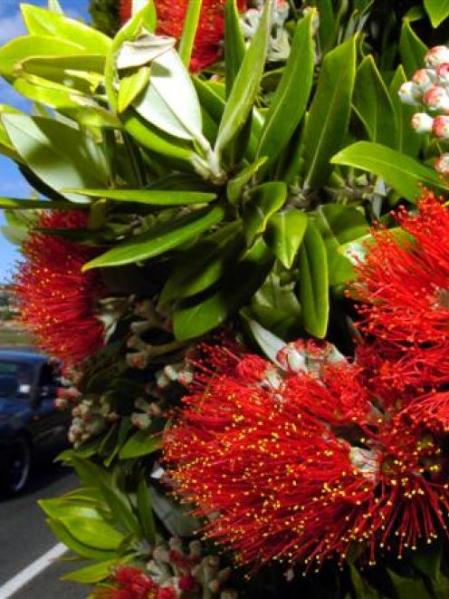 Pohutukawa in bloom... A species worthy of protection? Photo by Gerard O'Brien.