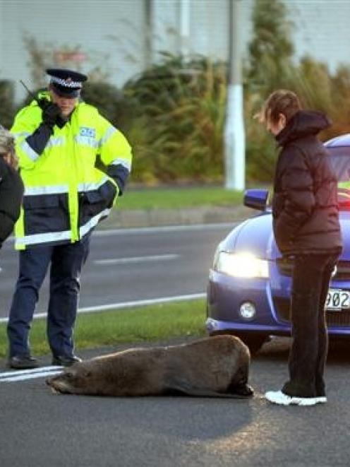 Police attend to an injured seal after it was hit by a car in Portsmouth Dr, Dunedin, yesterday...