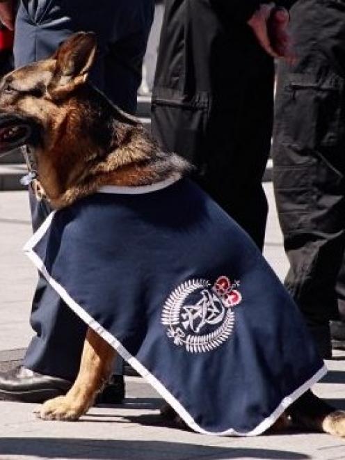 Police dog Gage, who was killed during an incident in Christchurch in July 2010. Photo by NZ Police