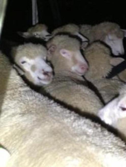 Police said 22 sheep were crammed into the van "like sardines". Photo / Supplied
