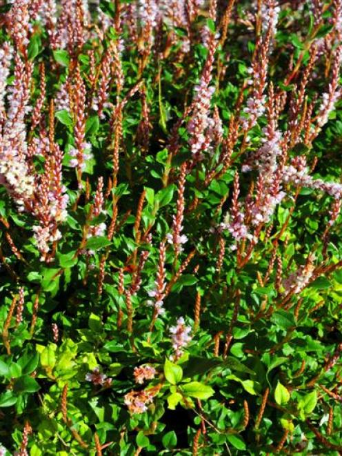 Polygonum vacciniifolium at the Sunken Walk in the Rhododendron Dell at Dunedin Botanic Garden....