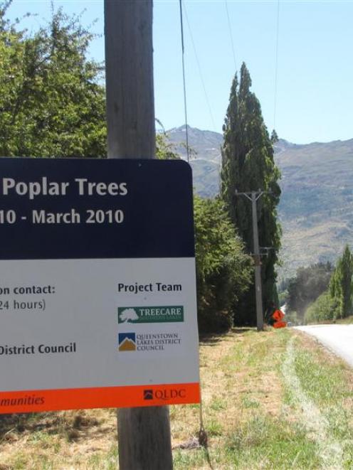 Poplar trees were felled along Lower Shotover Rd in February, but more poplars along Speargrass...