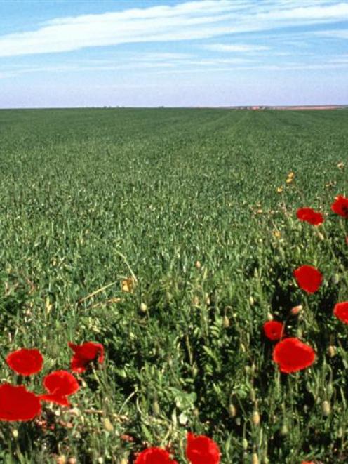 Poppies stand as memorials in a Flanders field.