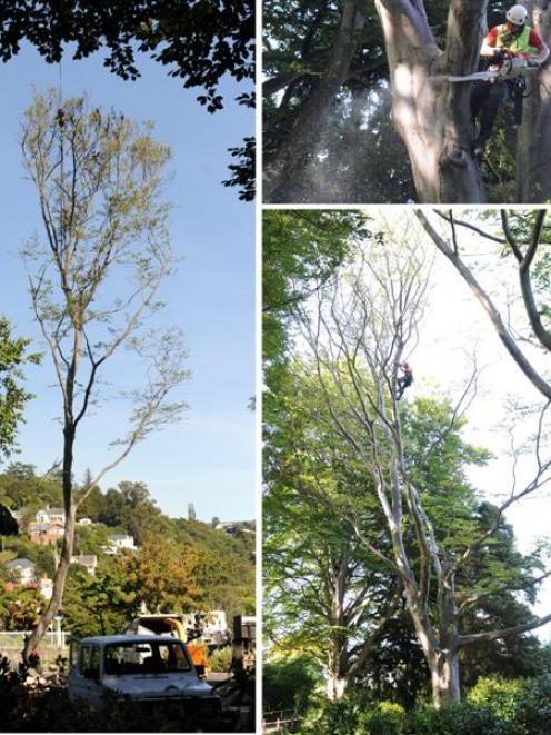 Port Chalmers arborist Jelte Buddingh, from Omni Tree, works with the help of a crane to remove...