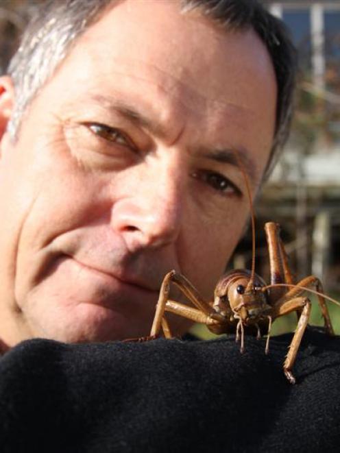 Presenter Peter Elliot holds a giant weta which this month will feature in the TVNZ documentary, ...