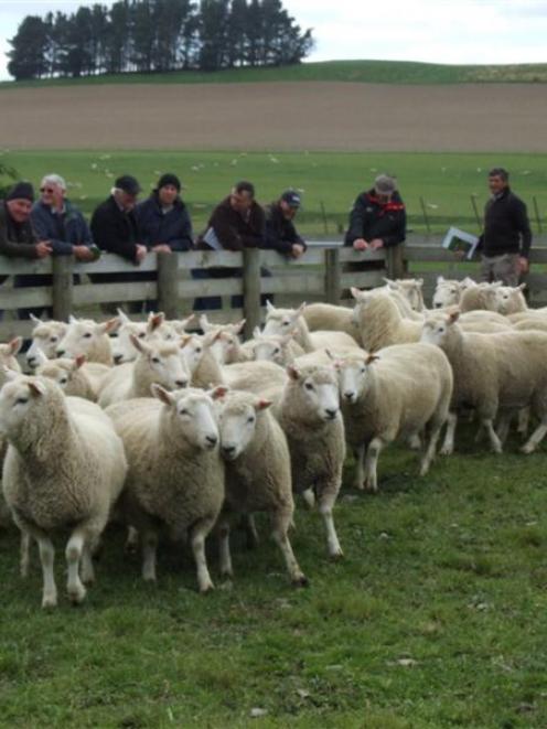 Preston and Tori Hope's award-winning Perendale ewe hoggets were on display at a field day at...